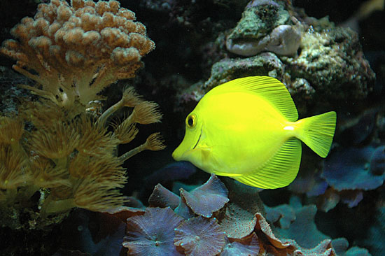 Fish