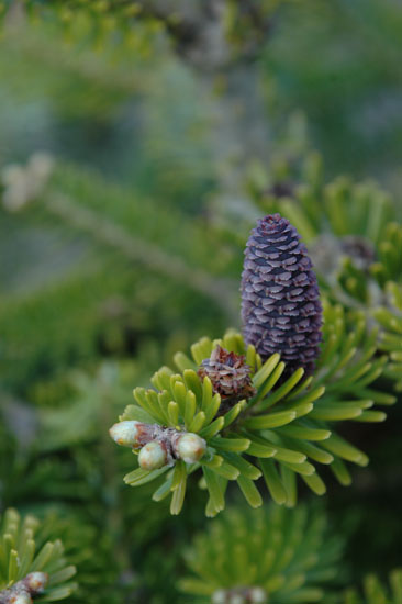 Fruit