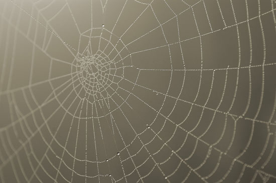 SeipaWeb