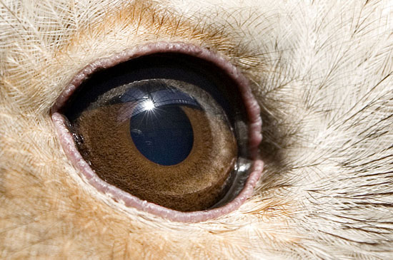 Tawny Owl Eye
