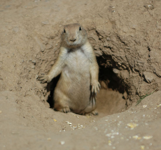 You Lookin at my Nuts