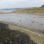 Estuarine silt with a puppy's footprints through it