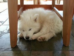 A samoyed puppy sleeping under a chair