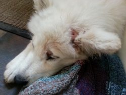 A close up of an injured samoyed's head
