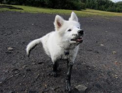 A young samoyed covered in dark silty slime up to the armpits