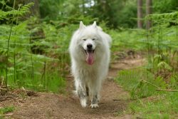 A samoyed walking happily through bracken undergrowth in a pine wood, tongue lolling out of hs mouth.