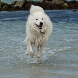 A samoyed bounding through a blue ocean