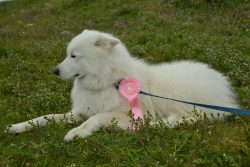 A samoyed lying in the grass wearing a pink rosette marked "5"