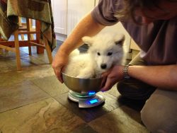 A samoyed puppy in a bowl on a set of kitchen scales